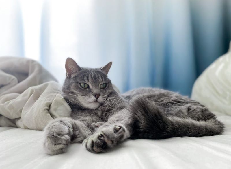 A gray cat lays on a bed with its claws out.