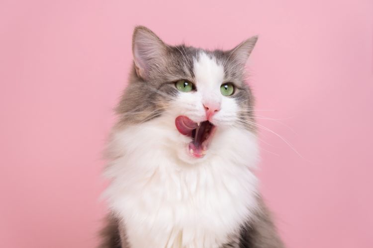 gray-white-cat-licking
