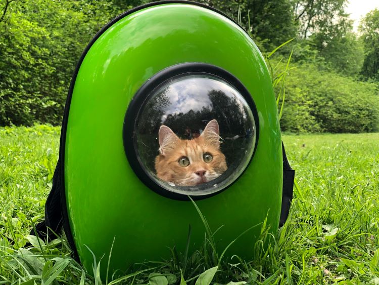 green-cat-bubble-backpack