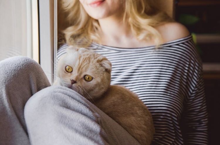 grey-cat-owner-lap