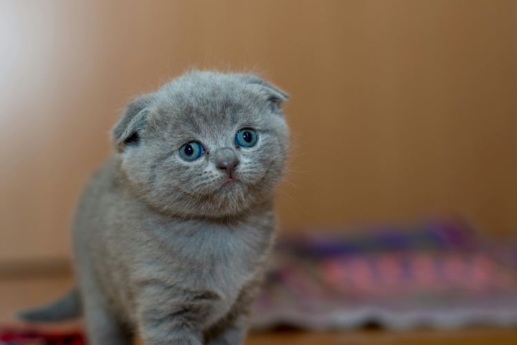 grey-kitten-worry