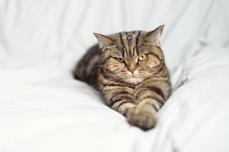 grumpy-tabby-cat