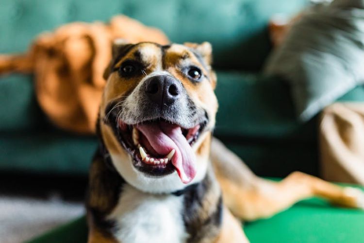 happy-dog-tongue-out-1-
