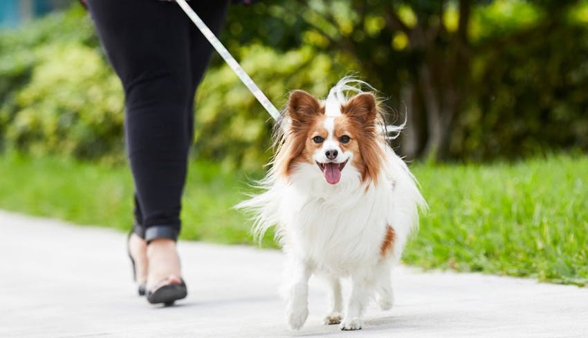 Papillon dog walking on a leash outdoors.