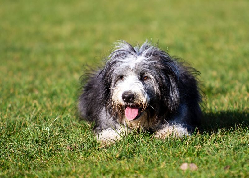 A herding-type dog lays in a field.