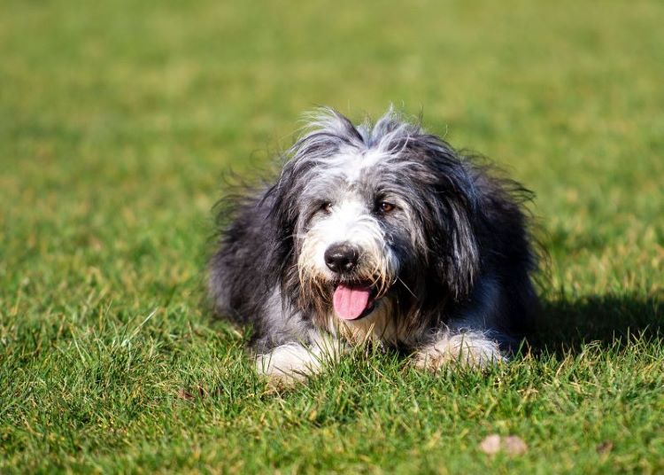 herding-dog-field