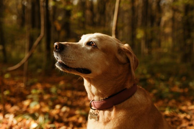 lab-golden-autumn
