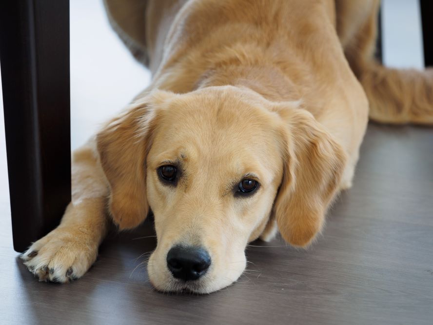 Yellow labrador retriever laying on a floor.