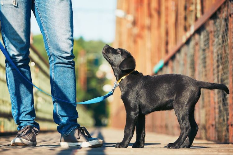 lab-puppy-on-leash