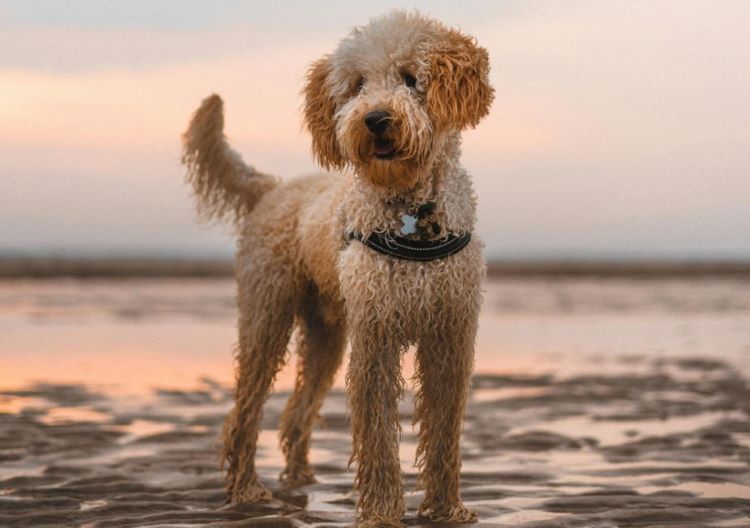 labradoodle-beach