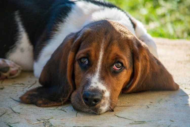 lazy-bassett-hound