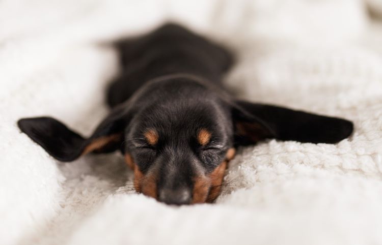 mini-dachshund-sleeping