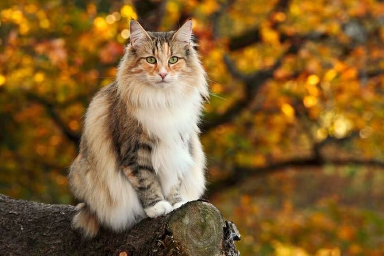norwegian-forest-cat-autumn