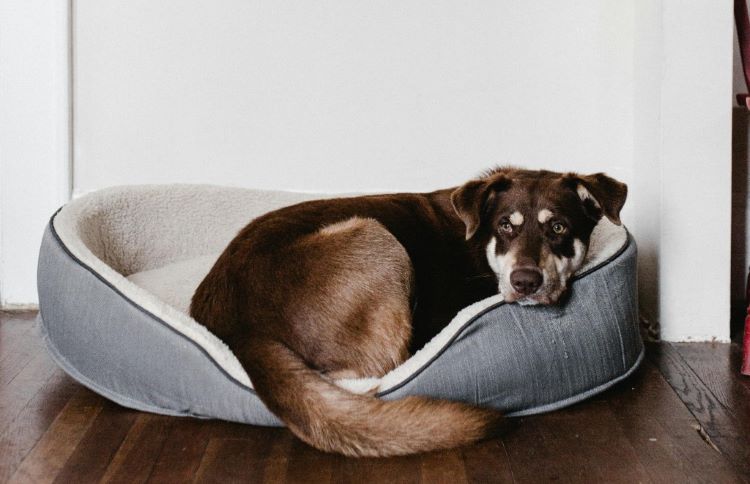 old-dog-bed