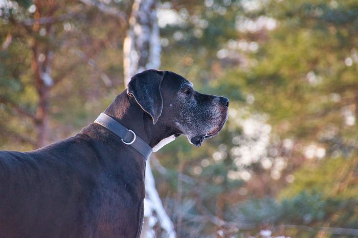 Side profile of an older Great Dane dog.