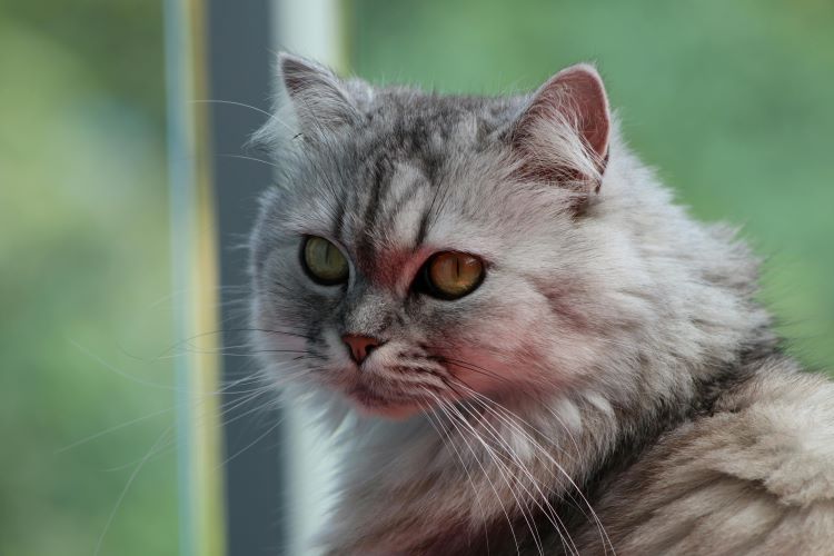 persian-cat-tabby