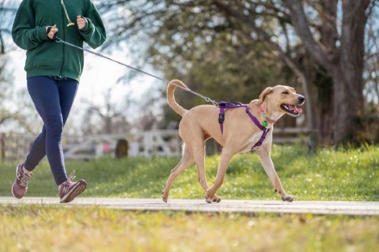 person-running-with-dog