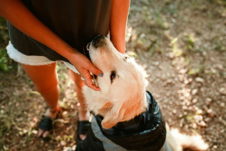 pet-owner-dog-hug