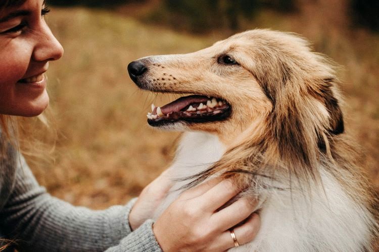 pet-owner-petting-collie
