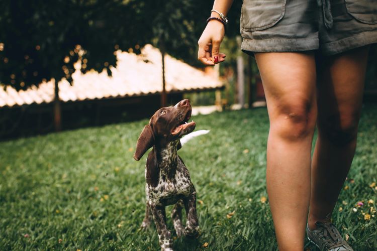 pointer-puppy-owner