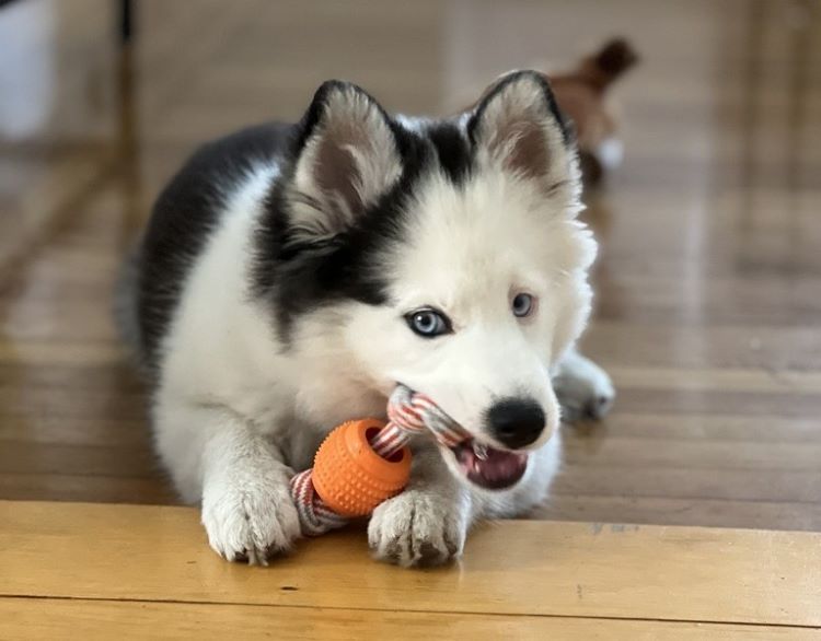 pomsky-chew-toy