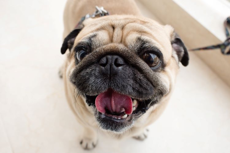 Pug-face-close-up-happy