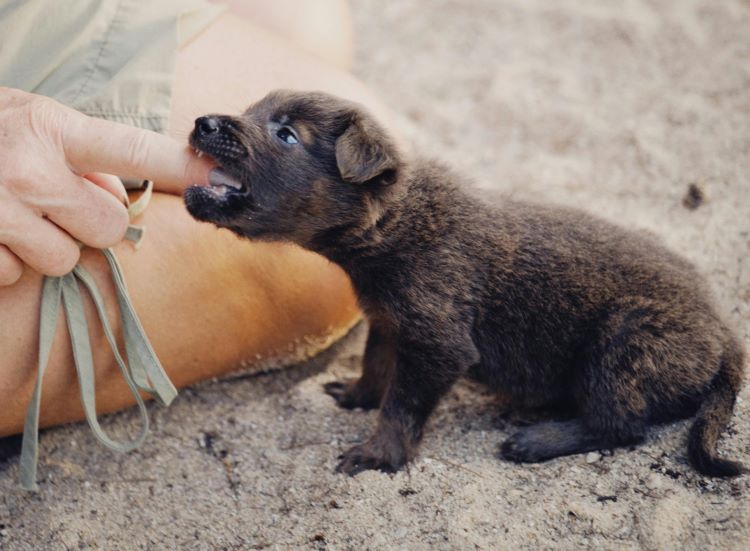 puppy-biting-finger