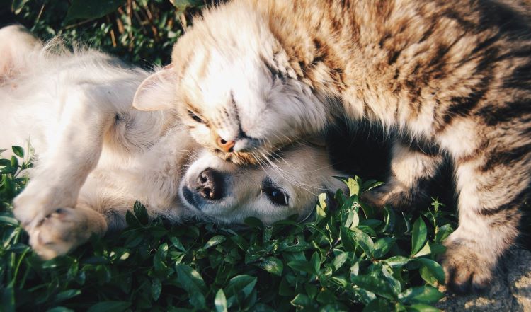 puppy-cat-cuddle