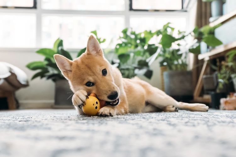 puppy-chew-toy
