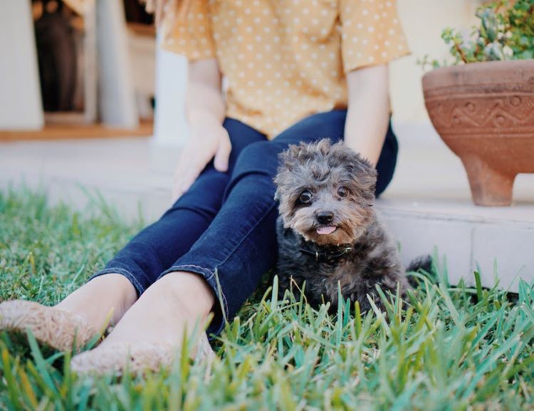 puppy-in-grass-with-tongue