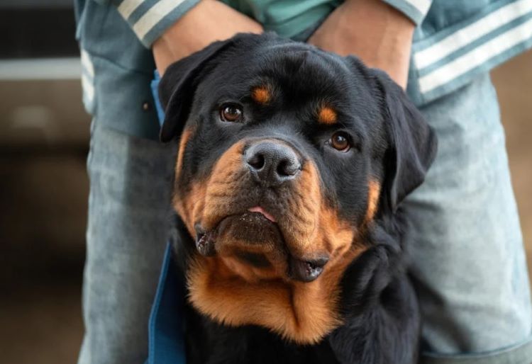 rottweiler-front-pose