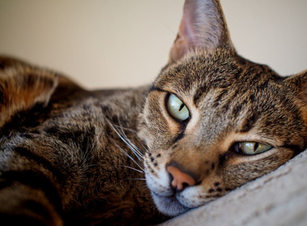 Close up of a large Savannah cat resting.