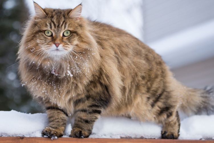 siberian-cat-snow