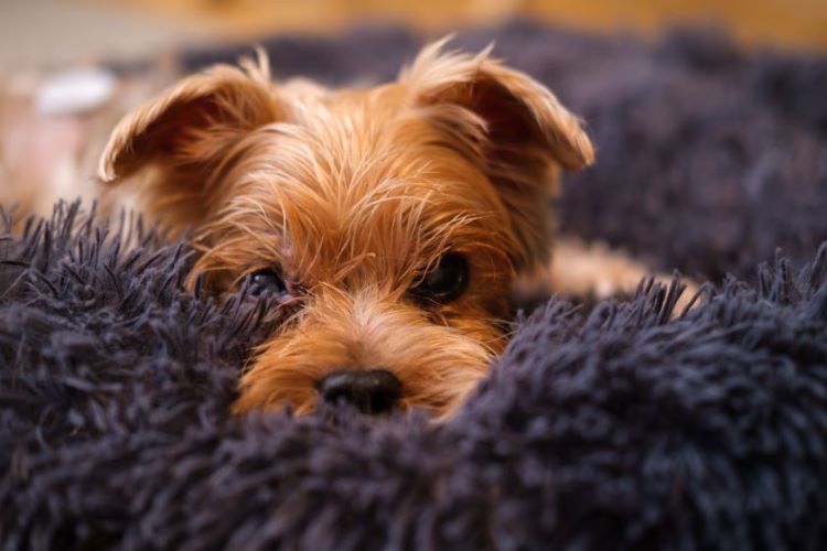 small-dog-face-shag-blanket
