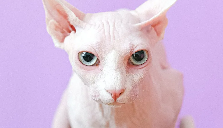 Up close look at a Sphynx cat against a purple background.