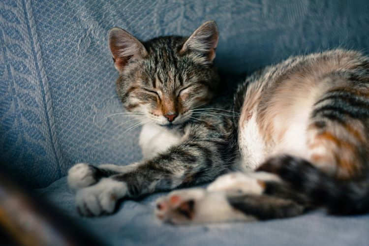 How to Stop Pet Fur from Taking over Your Home