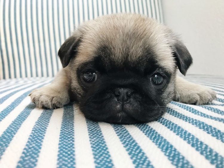 tan-black-puppy-couch