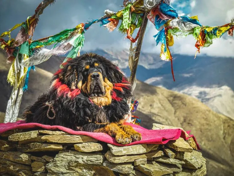 Tibetan Mastiff with a decorated mane laying on a rocky wall in the Himalayas.