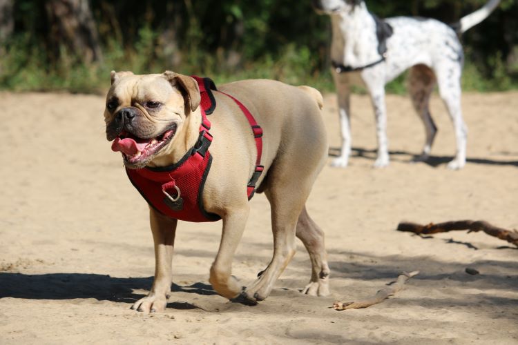 two-dogs-harnesses