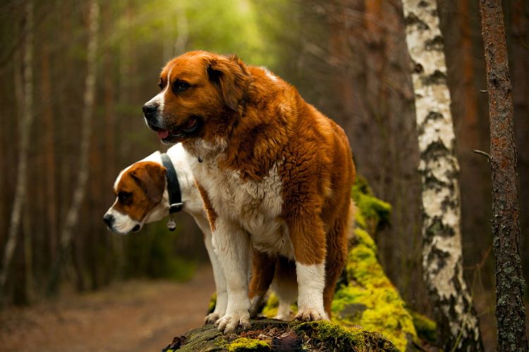 cards Top 10 Biggest Dog Breeds