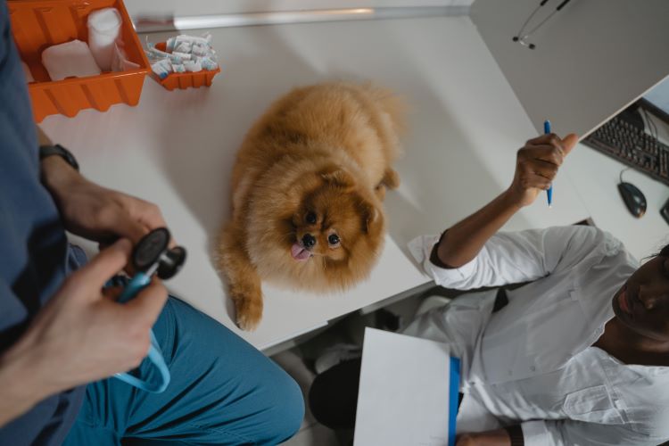 two-veterinarians-pomeranian