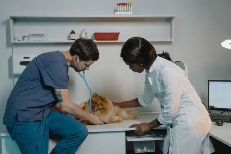 two-veterinarians-small-dog