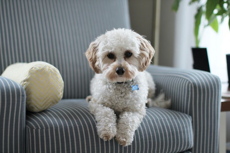 white-curly-dog-chair