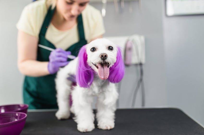 white-dog-getting-dyed