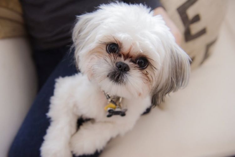 white-dog-with-owner