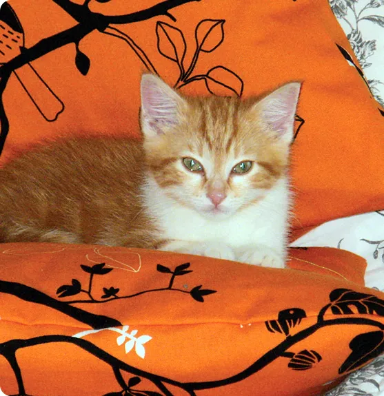 chat orange