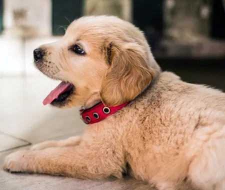 A puppy yawning