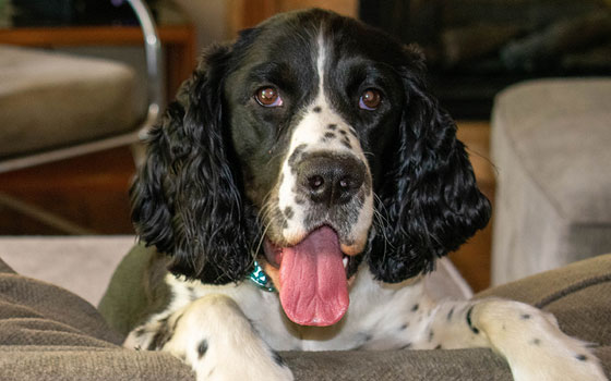 cards Brittany Dog Breed Guide