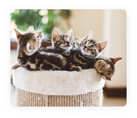 breeder support