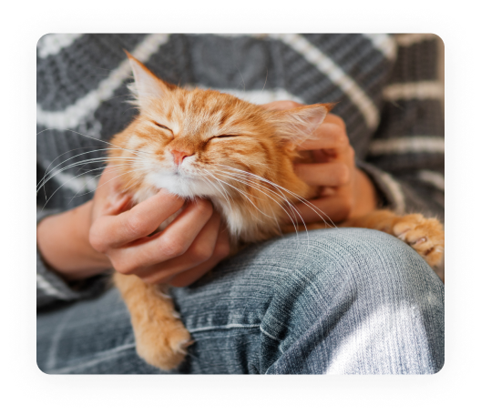 cat insurance 1